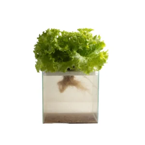 Lechuga crespa