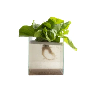 Lechuga seda