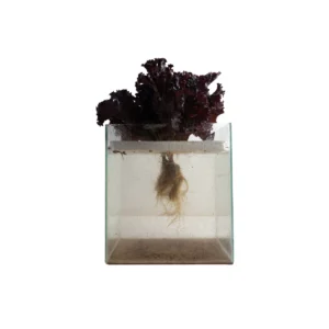 Lechuga morada