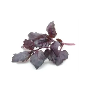 ALBAHACA MORADA - SEMILLAS